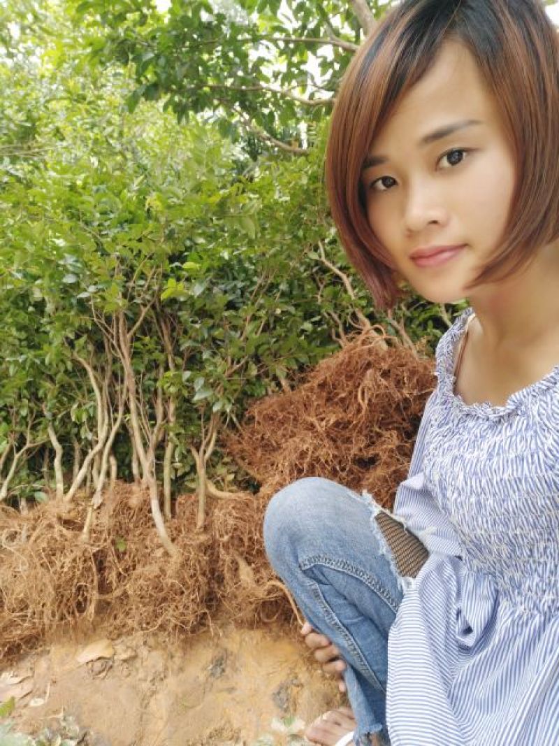 嘉宝果树苗1年