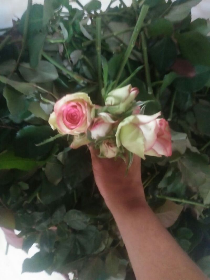月季苗10~20cm