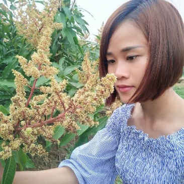 金煌芒树苗1m以下