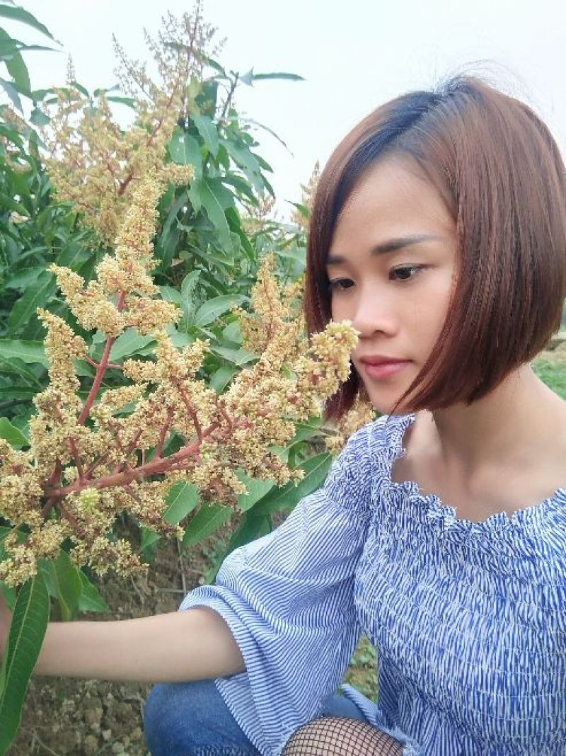 金煌芒树苗1m以下
