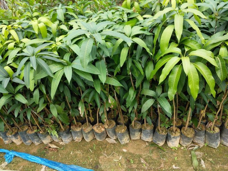 金煌芒树苗1m以下