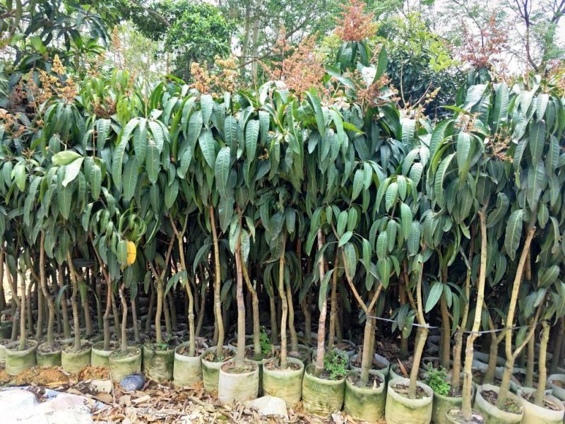 金煌芒树苗1m以下