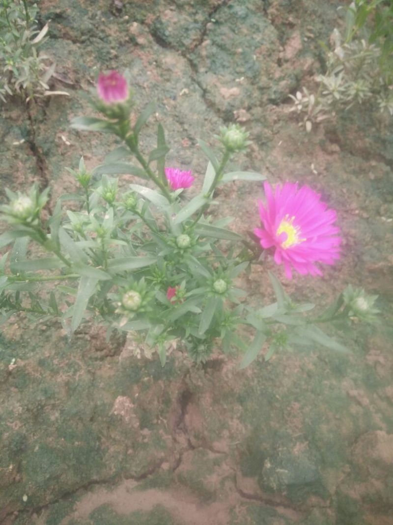 荷兰菊