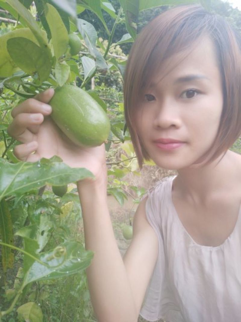 香水柠檬树苗50~80cm