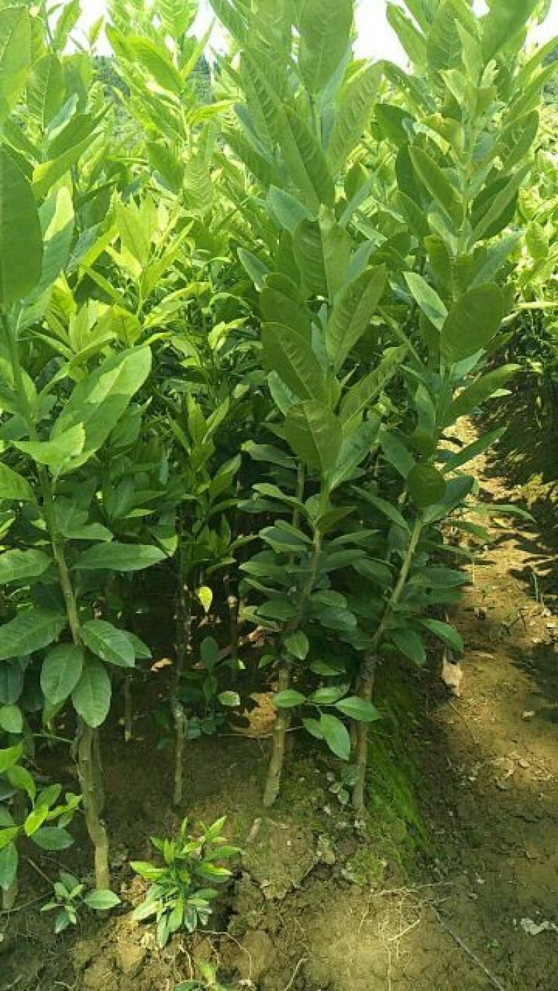 香水柠檬树苗50~80cm