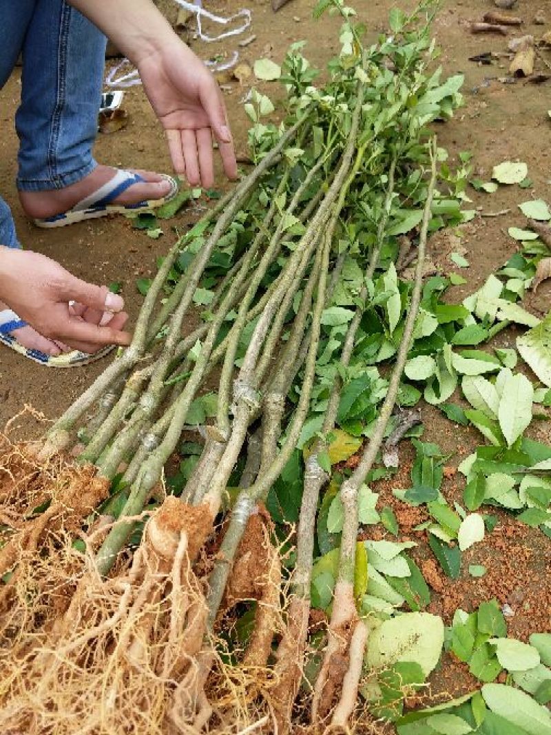 香水柠檬树苗50~80cm