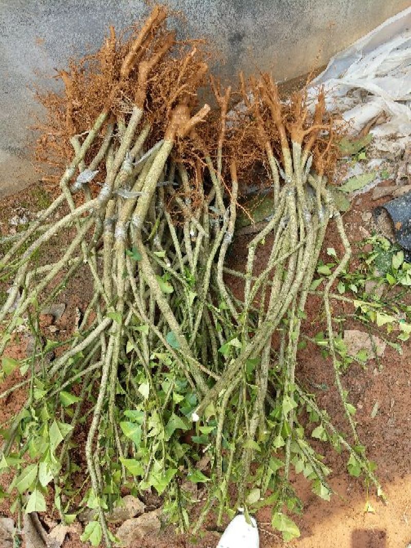 香水柠檬树苗50~80cm