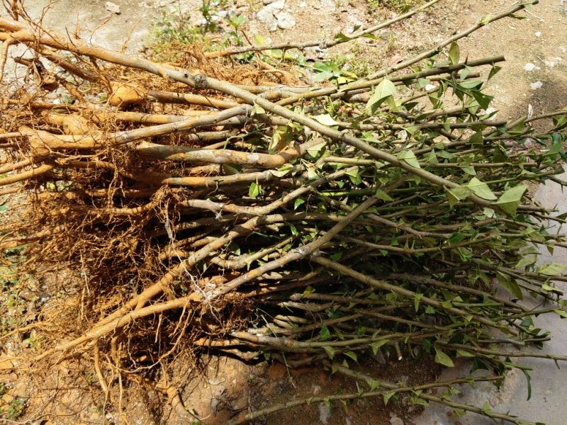 香水柠檬树苗50~80cm