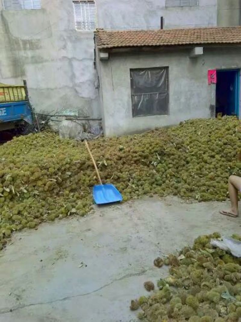 野生板栗中栗炒栗种