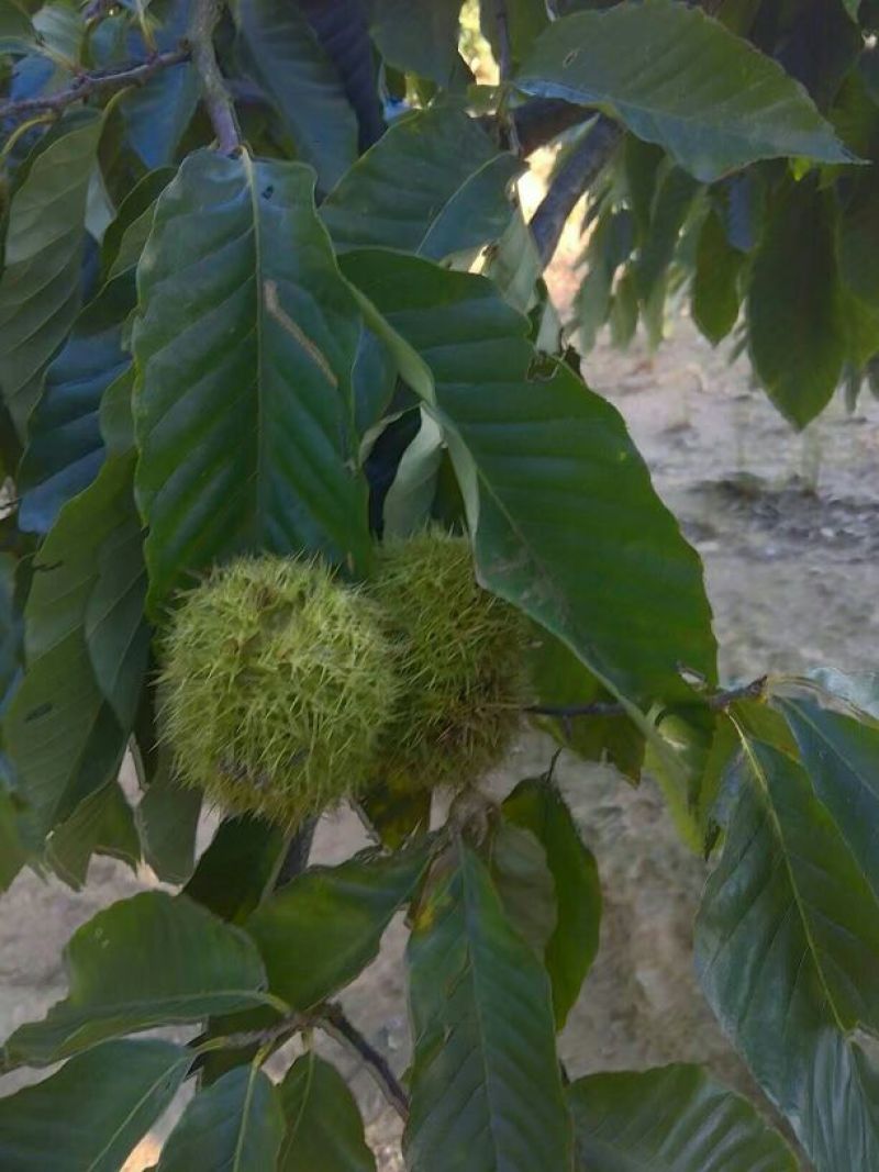 野生板栗中栗炒栗种