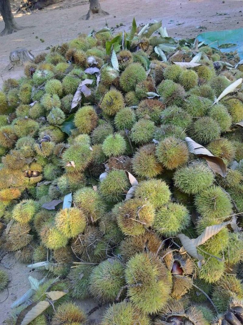 野生板栗中栗炒栗种