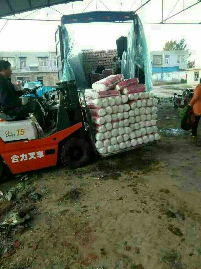 北京新三号白菜大量上市