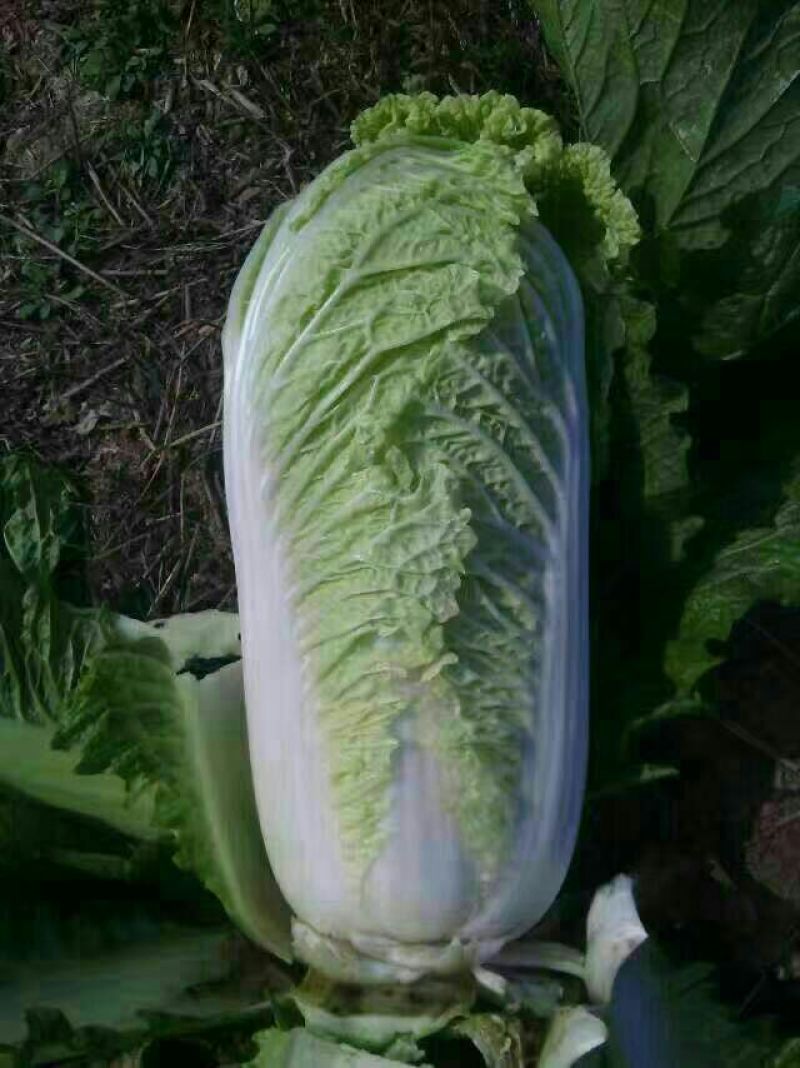 北京新三号白菜大量上市