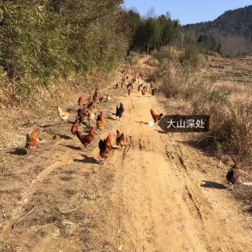 土鸡12月以上