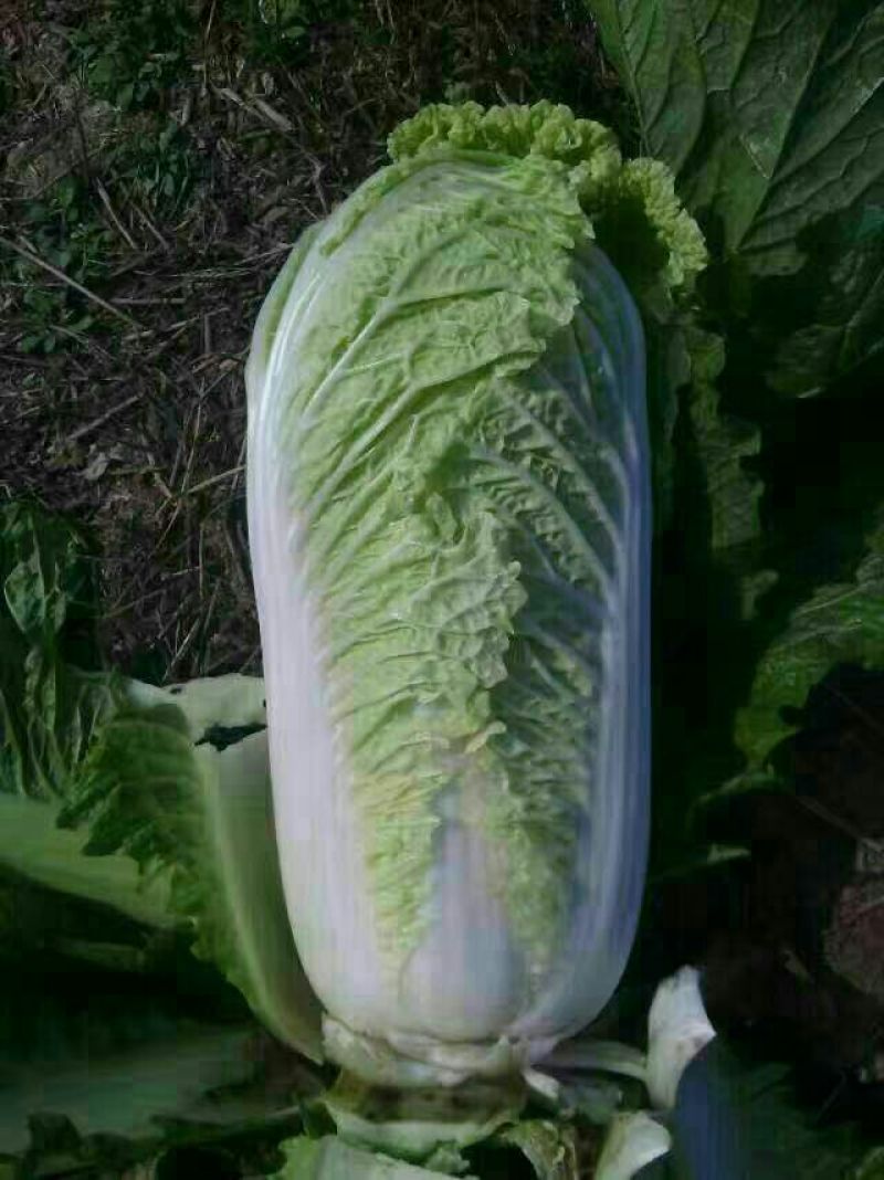 北京新三号白菜大量上市