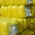 北京新三号白菜大量上市
