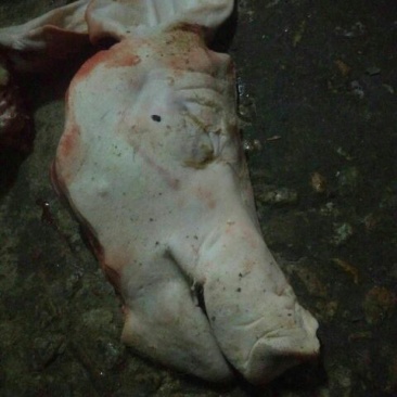 猪头肉散装
