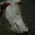 猪头肉散装