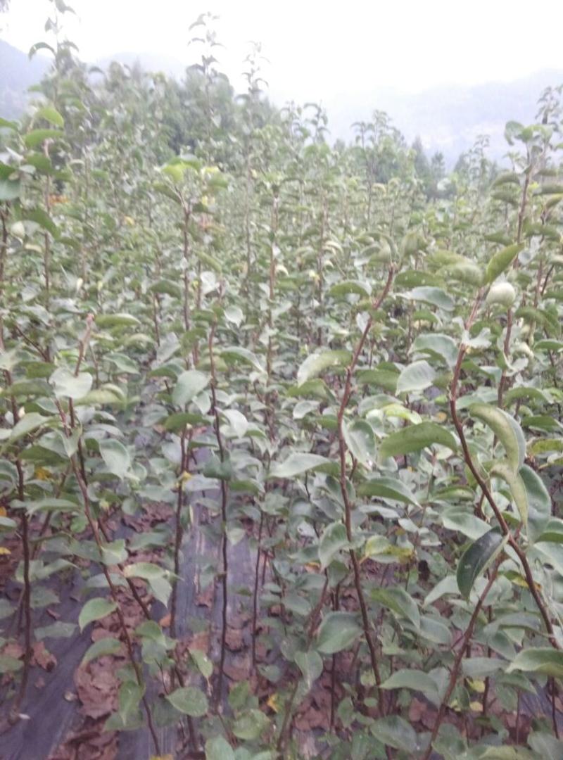 翠冠梨树苗品种质量保证，现挖现发