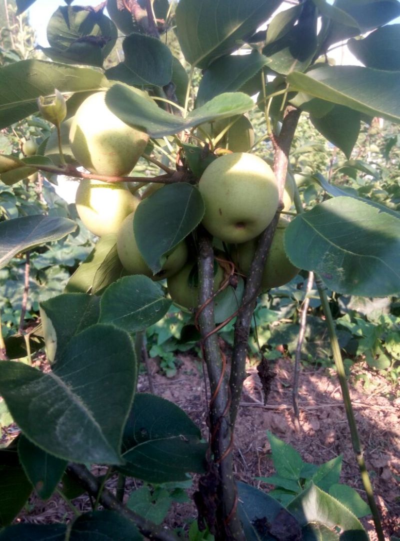翠冠梨树苗品种质量保证，现挖现发