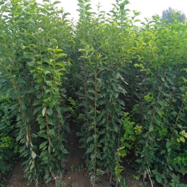 李子树苗50~100cm嫁接苗包成活南北种植包邮发货