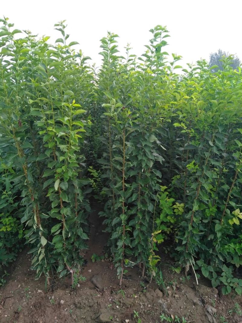 李子树苗50~100cm嫁接苗包成活南北种植包邮发货