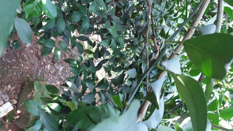 各类柑橘枝条20~30cm爱媛38，春见，明日见，甘平