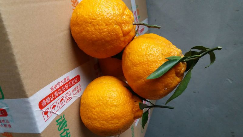 各类柑橘枝条20~30cm爱媛38，春见，明日见，甘平
