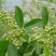 花椒苗1~2年山东花椒苗培育基地无刺花椒花椒苗批