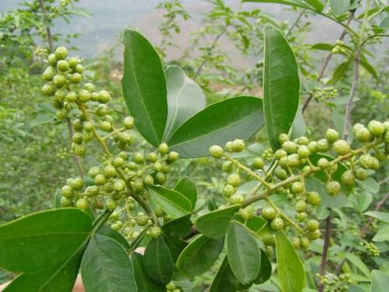 花椒苗1~2年山东花椒苗培育基地无刺花椒花椒苗批