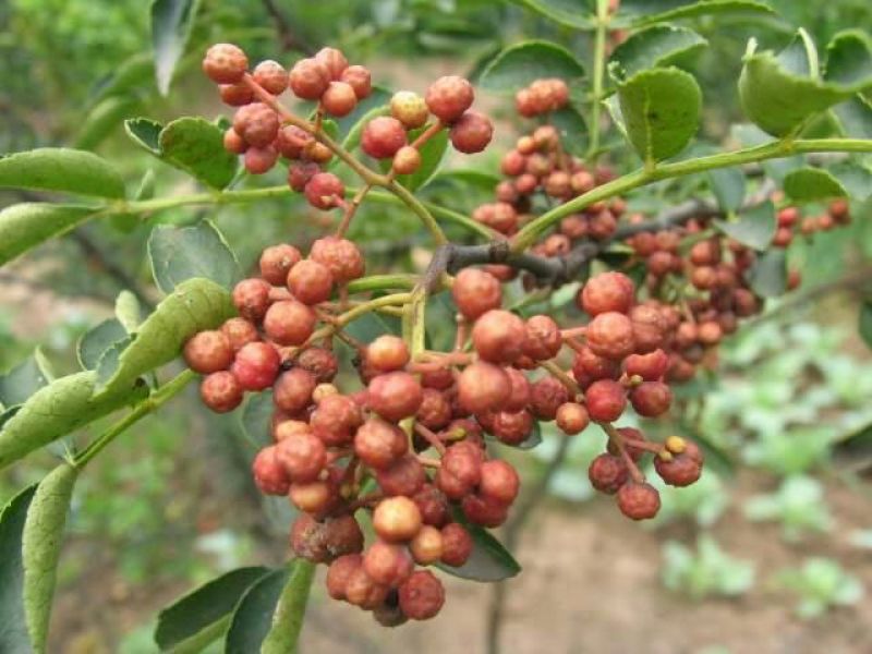 花椒苗1~2年山东花椒苗培育基地无刺花椒花椒苗批