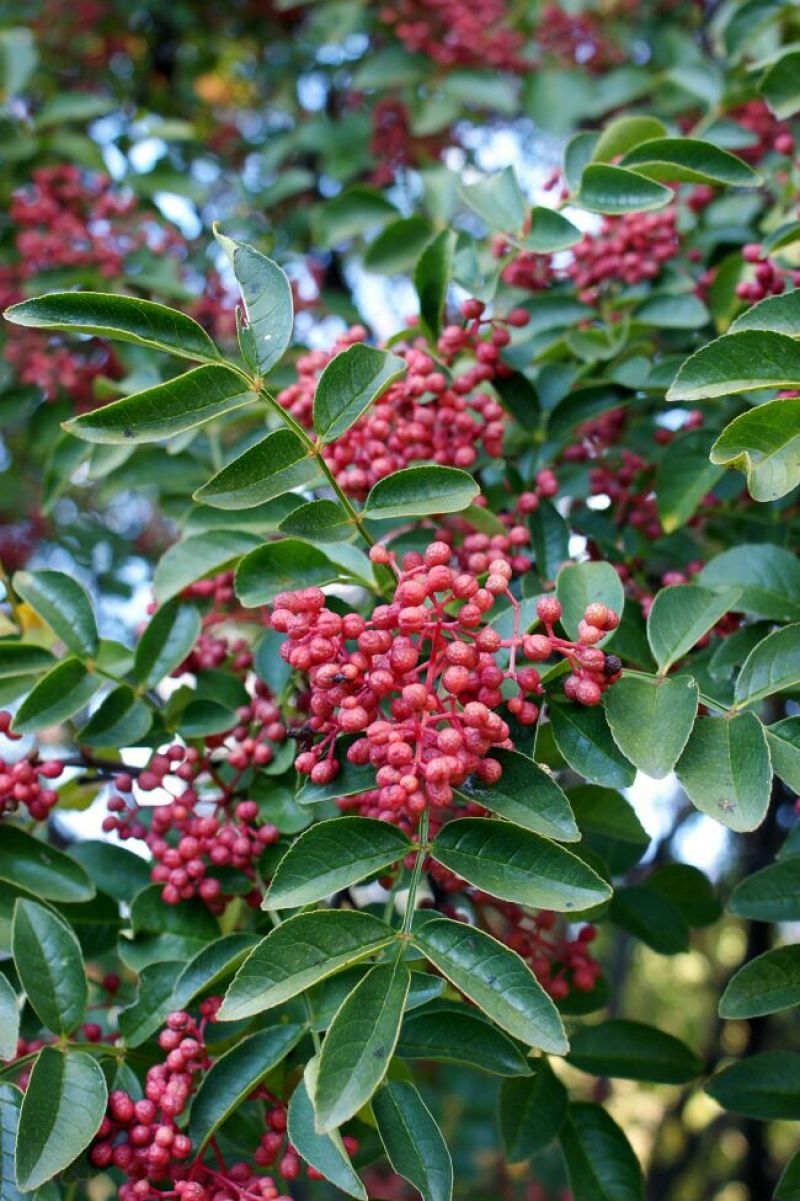 花椒苗1~2年山东花椒苗培育基地无刺花椒花椒苗批