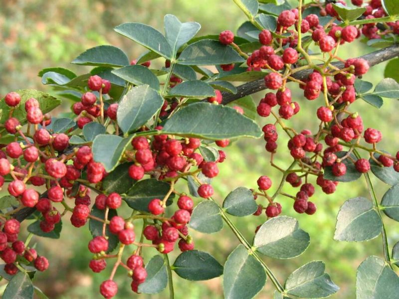 花椒苗1~2年山东花椒苗培育基地无刺花椒花椒苗批