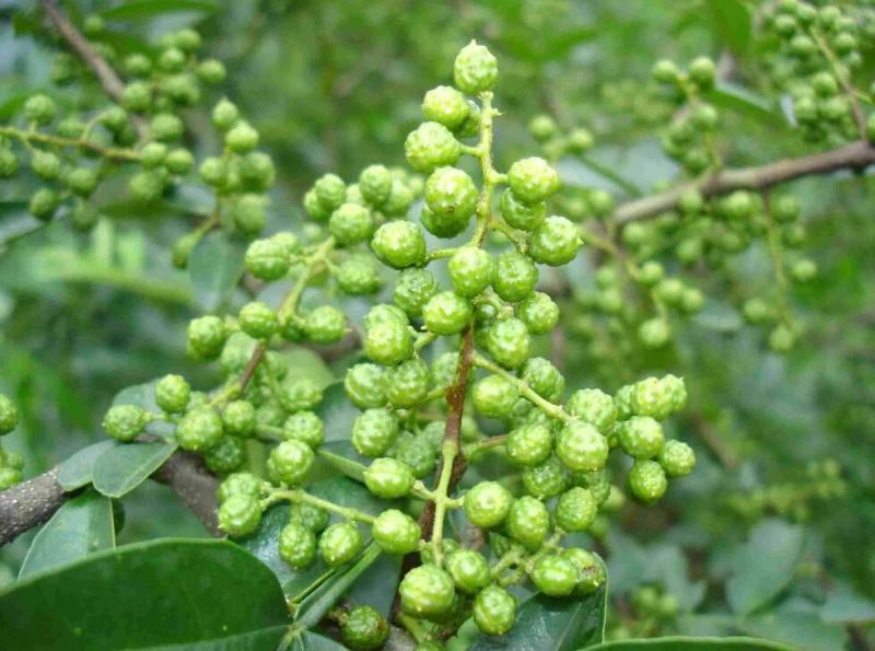 花椒苗1~2年山东花椒苗培育基地无刺花椒花椒苗批
