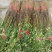 花椒苗1~2年山东花椒苗培育基地无刺花椒花椒苗批