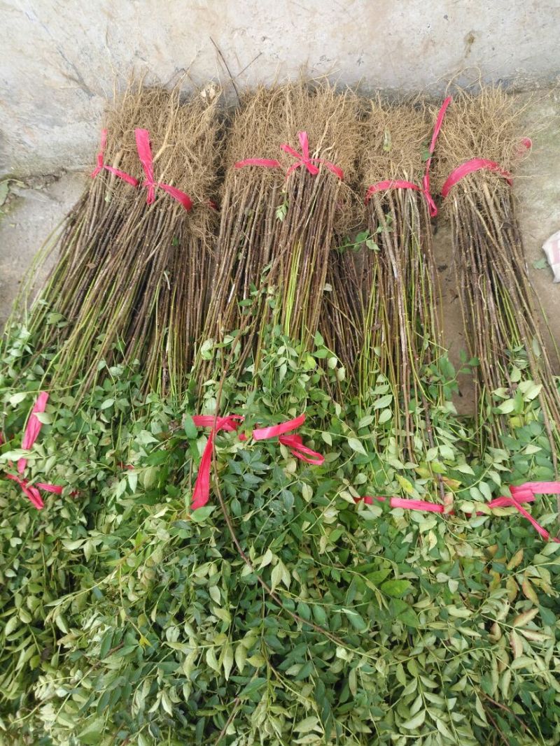 花椒苗1~2年山东花椒苗培育基地无刺花椒花椒苗批
