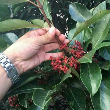 花椒苗1~2年山东花椒苗培育基地无刺花椒花椒苗批