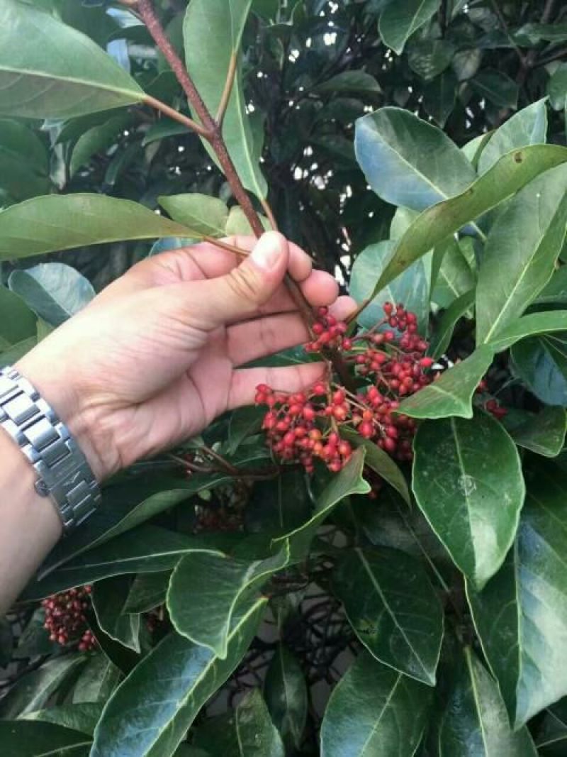 花椒苗1~2年山东花椒苗培育基地无刺花椒花椒苗批