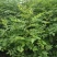 花椒苗1~2年山东花椒苗培育基地无刺花椒花椒苗批