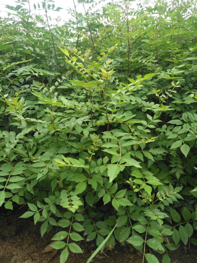 花椒苗1~2年山东花椒苗培育基地无刺花椒花椒苗批