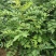 花椒苗1~2年山东花椒苗培育基地无刺花椒花椒苗批