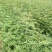 花椒苗1~2年山东花椒苗培育基地无刺花椒花椒苗批