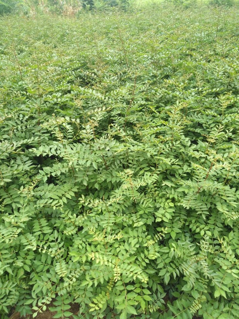 花椒苗1~2年山东花椒苗培育基地无刺花椒花椒苗批
