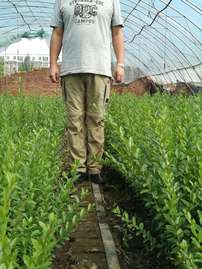 水腊30-50厘米
