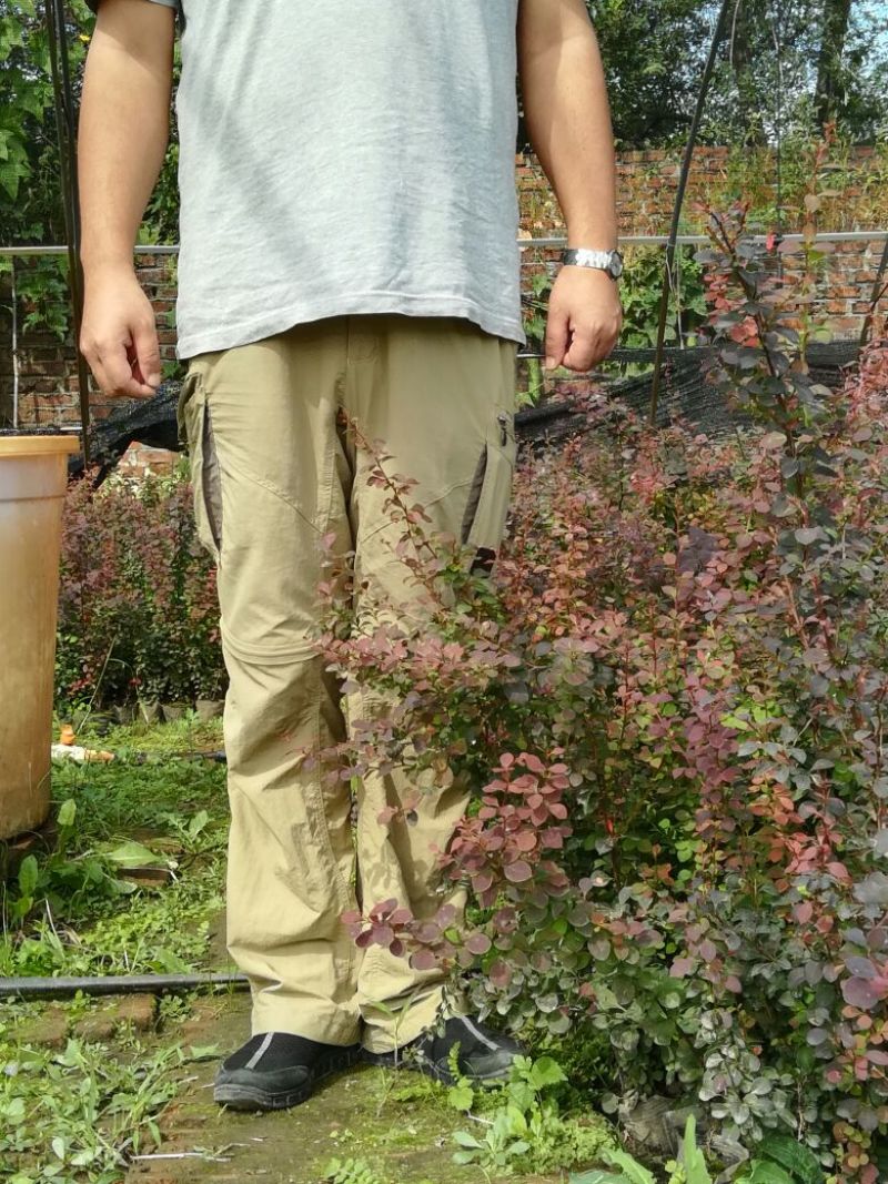 紫叶小檗81~110cm