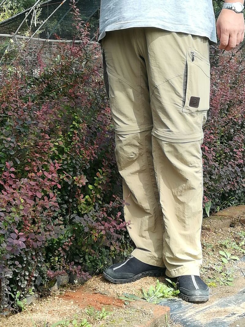 紫叶小檗81~110cm