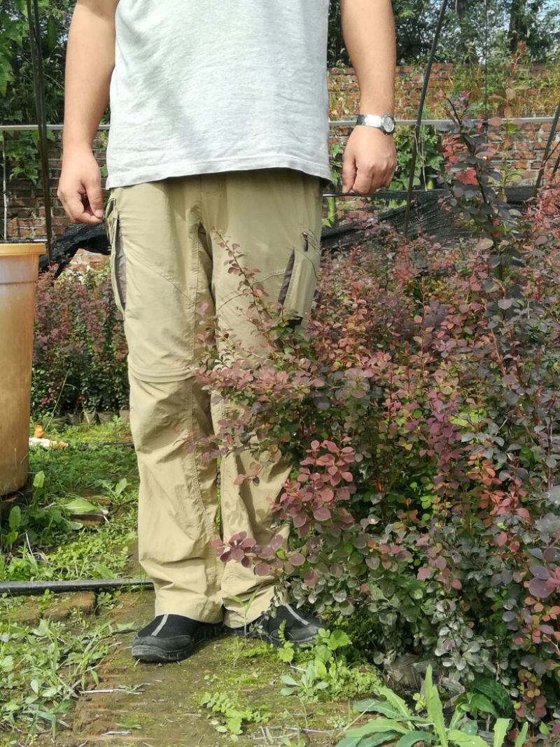 紫叶小檗81~110cm