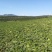 内蒙古赤峰冠龙西瓜10斤打底9成熟1茬
