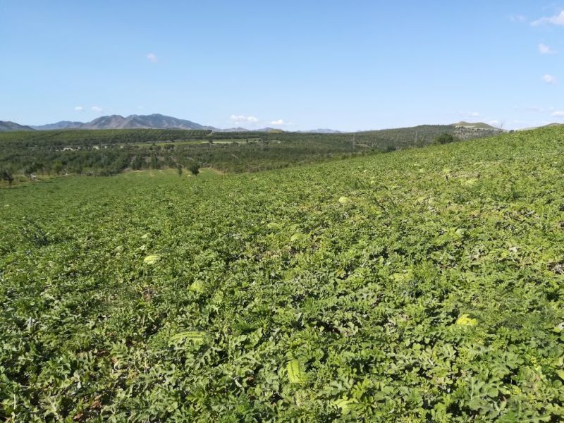 内蒙古赤峰冠龙西瓜10斤打底9成熟1茬