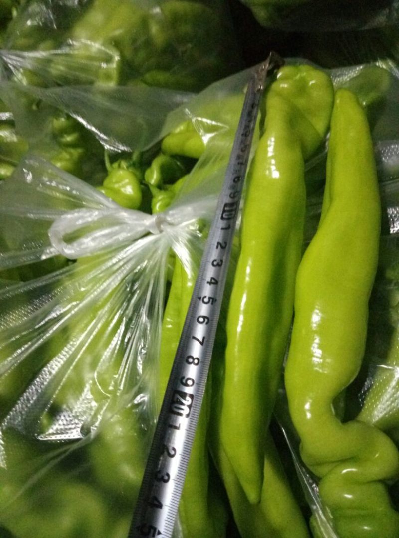 鲜辣椒﹥20厘米中辣黄